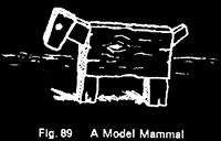 Model Mammal